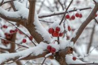 园博园雪后美景