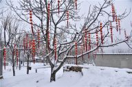 雪，今年第二场比第一场稍大一些