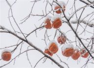 游人踏雪赏园 享受北京古老园林的雪中景致
