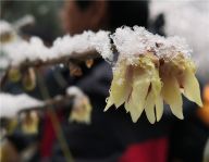 颐和园腊梅雪中绽放别样美
