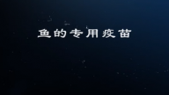 鱼的专用疫苗