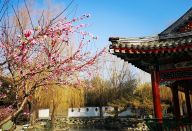 春意满满大观园