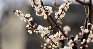 北京：二月梅花枝头“俏”