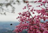 福建漳平：十里樱花漫山开