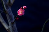 北京：明城墙遗址公园梅花绽放