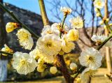 北京明城墙遗址公园春花开放