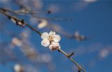 北京：春来 明城墙下梅花开