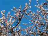 北京：齐白石故居旁春花盛开