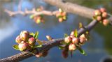 北京：春俏枝头花吐艳 宣武艺园春色美