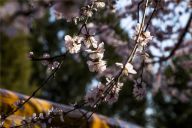 北京：皇家园林山桃花开