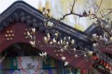 地坛墙外玉兰花开