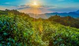 让传统中医药大放异彩