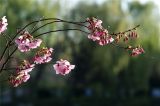 北京樱花汇