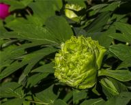 北京：莲花池公园的豆绿牡丹