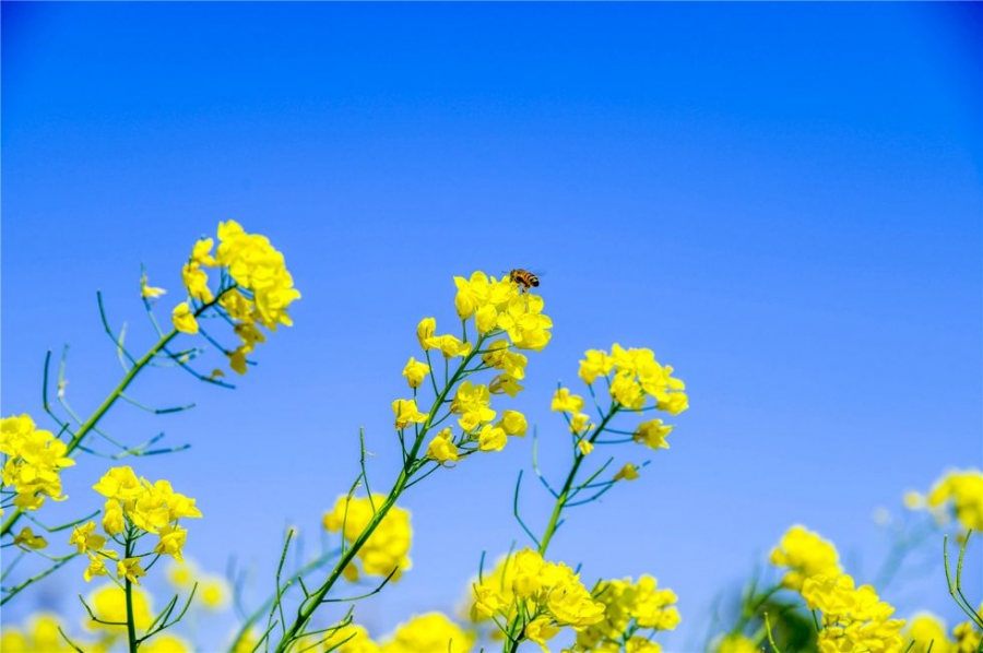 北京 丰台王佐镇怪村油菜遍地黄花分外香 摄影图集 自然 读图 宣讲家网