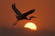 白鹭舞夕阳