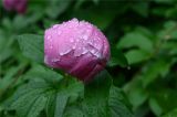 北京：芍药雨中盛开妩媚娇艳