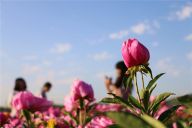 河北承德：芒种时节 花开如画