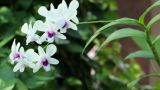 白居易的镜诗之写景：恰似菱花镜上行