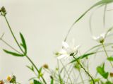 菱花镜上行——白居易的镜中人生