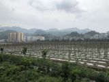 特色产业开启贵州贫困山区发展新路径