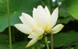 霍宏伟：菱花镜上行——白居易的镜中人生