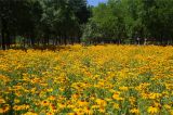北京：怀柔滨河森林公园金光菊花海