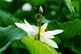 北京：莲花池公园的荷花