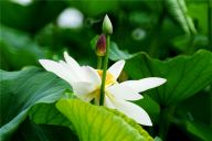 北京：莲花池公园的荷花