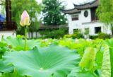北京：雨中荷塘为夏日增添浪漫