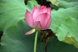 北京秋高气爽 北海公园秋后的荷花亭亭玉立鲜艳夺目惹人醉