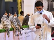 卡塔尔举办第四届国际狩猎和猎鹰展