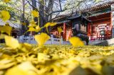 八大处公园风吹一片叶黄金铺满地