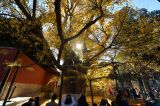北京：古寺银杏引客来