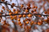 京郊北京植物园山水之间仿似七彩墨迹，银杏芦苇吸引游人