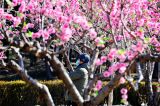  惊艳！圆明园初春桃花开