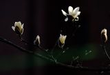 申城回暖 玉兰花开