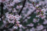大地着春装 鲜花迎春来