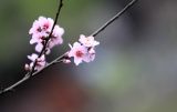 春暖花开春意浓