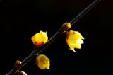 北京：初春时节腊梅迎春