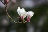 冬去春来，玉兰花开
