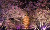 2021武汉东湖樱花节开幕
