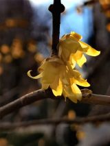 海淀区转河北岸迎春花开