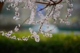 桃花绽放笑迎春