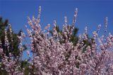 南海子公园山坡上山桃花盛开