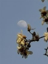 明月高悬玉兰花相依