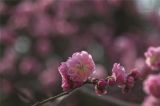 中山公园梅花开
