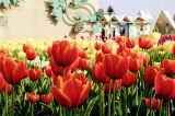北京世界花卉大观园郁金香花开十分好看