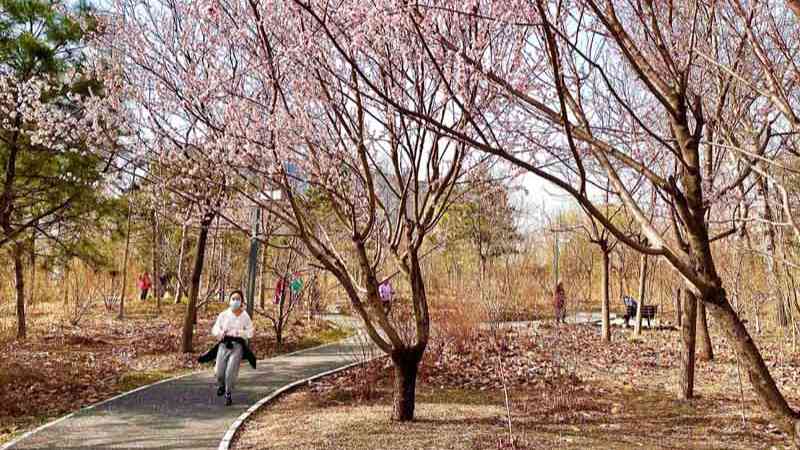 北京持续打造城市森林 首都生态底色愈加厚重