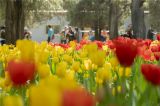 中山公园春光正好 多彩郁金香花样绽放